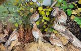 Haselhuhn