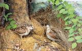 Waldschnepfe