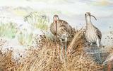 Grosser Brachvogel