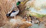 Stockente