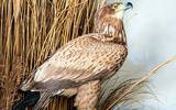 Seeadler