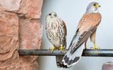 Turmfalke