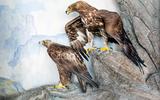 Steinadler