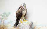 Mäusebussard