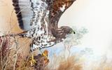 Wespenbussard