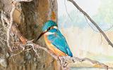 Eisvogel