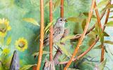 Ortolan