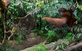 Asien Diorama 2 – Orang-Utan