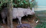 Asien Diorama 5 - Panzernashorn