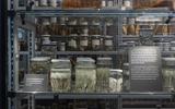 Fische in der Schausammlung