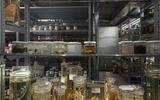 Insekten in der Wunderkammer