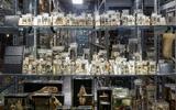 Vogelaugen in der Schausammlung