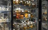 Hunde in der Schausammlung