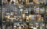 Fledermäsue in der Schausammlung