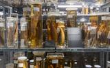 Texte in der Ausstellung Wunderkammer