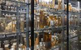 Fische der Steinmann Eawag Sammlung